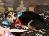 Harley (bonded with Remi) - Photo 1