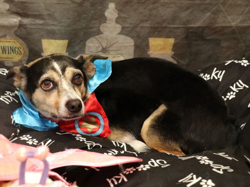 HARLEY (BONDED WITH REMI) - Chihuahua available for adoption