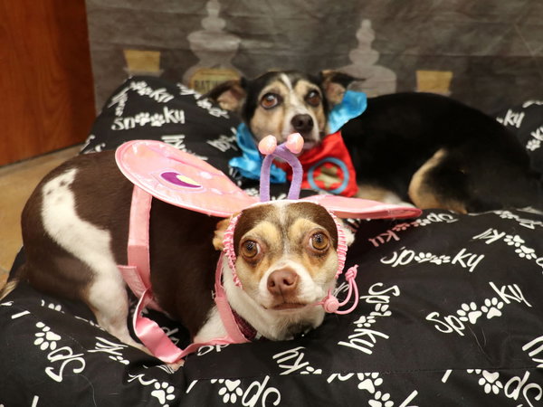 Harley (bonded with Remi)