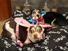 Remi (bonded with Harley) - Photo 1