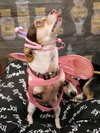 Remi (bonded with Harley) - Photo 2