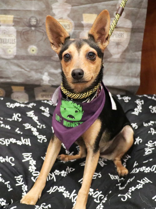 SOSA - Chihuahua available for adoption