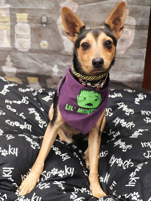 SOSA - Chihuahua available for adoption