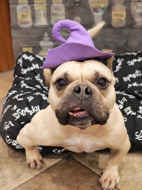 CHARLOTTE MAY - French Bulldog / English Bulldog available for adoption