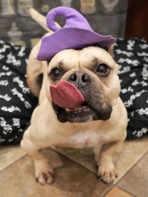 CHARLOTTE MAY - French Bulldog / English Bulldog available for adoption