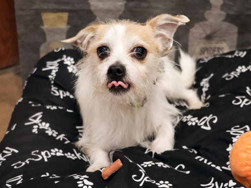 BENJI - Terrier available for adoption