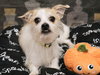 Benji - Photo 2
