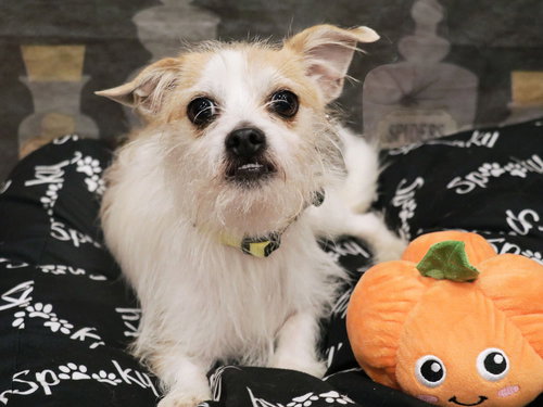 BENJI - Terrier available for adoption