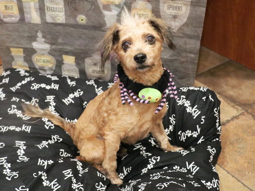 RYKER - Terrier available for adoption