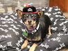 Paco - Photo 1