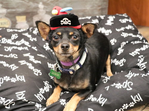 PACO - Miniature Pinscher available for adoption