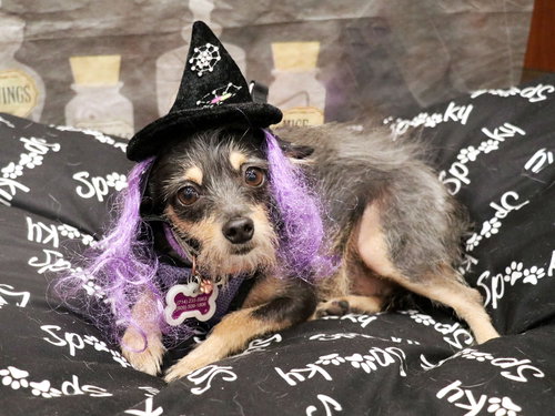 FRIDA - Terrier available for adoption