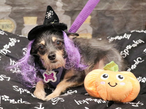 FRIDA - Terrier available for adoption