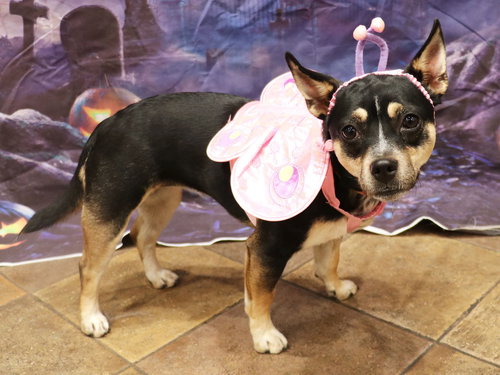 TEMU - Miniature Pinscher / Chihuahua available for adoption