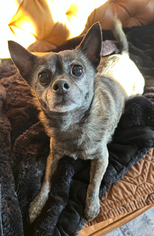 picture of the dog needing adoption