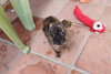 Alfalfa - Photo 1