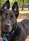 adoptable Dog in corona, CA named Chirp