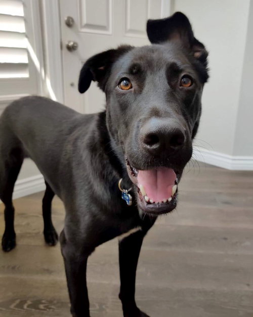 CHIRP - German Shepherd Dog available for adoption