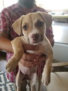 Honey Pie - Photo 12