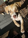 Honey Pie - Photo 11