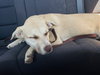 Honey Pie - Photo 9