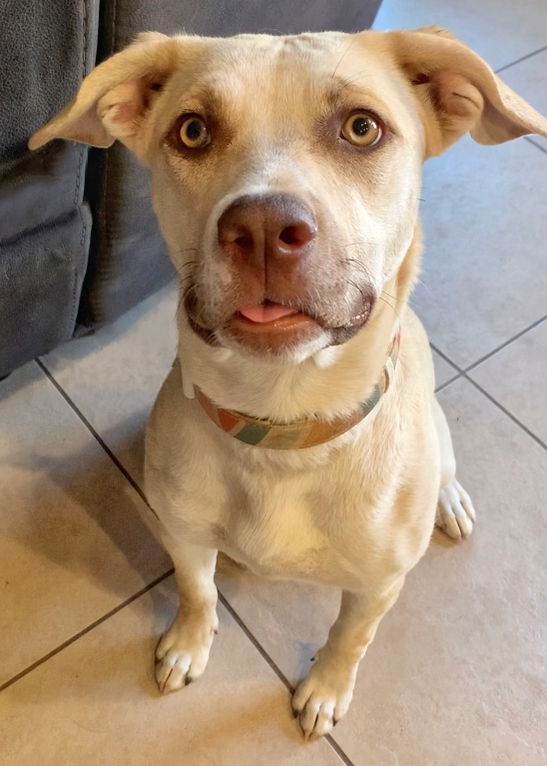 adoptable Dog in Corona, CA named Honey Pie