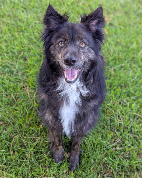 Beary, an adoptable Shepherd in Corona, CA