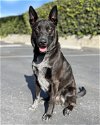 adoptable Dog in corona, CA named Socks