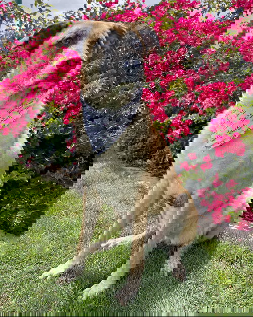 picture of the dog needing adoption