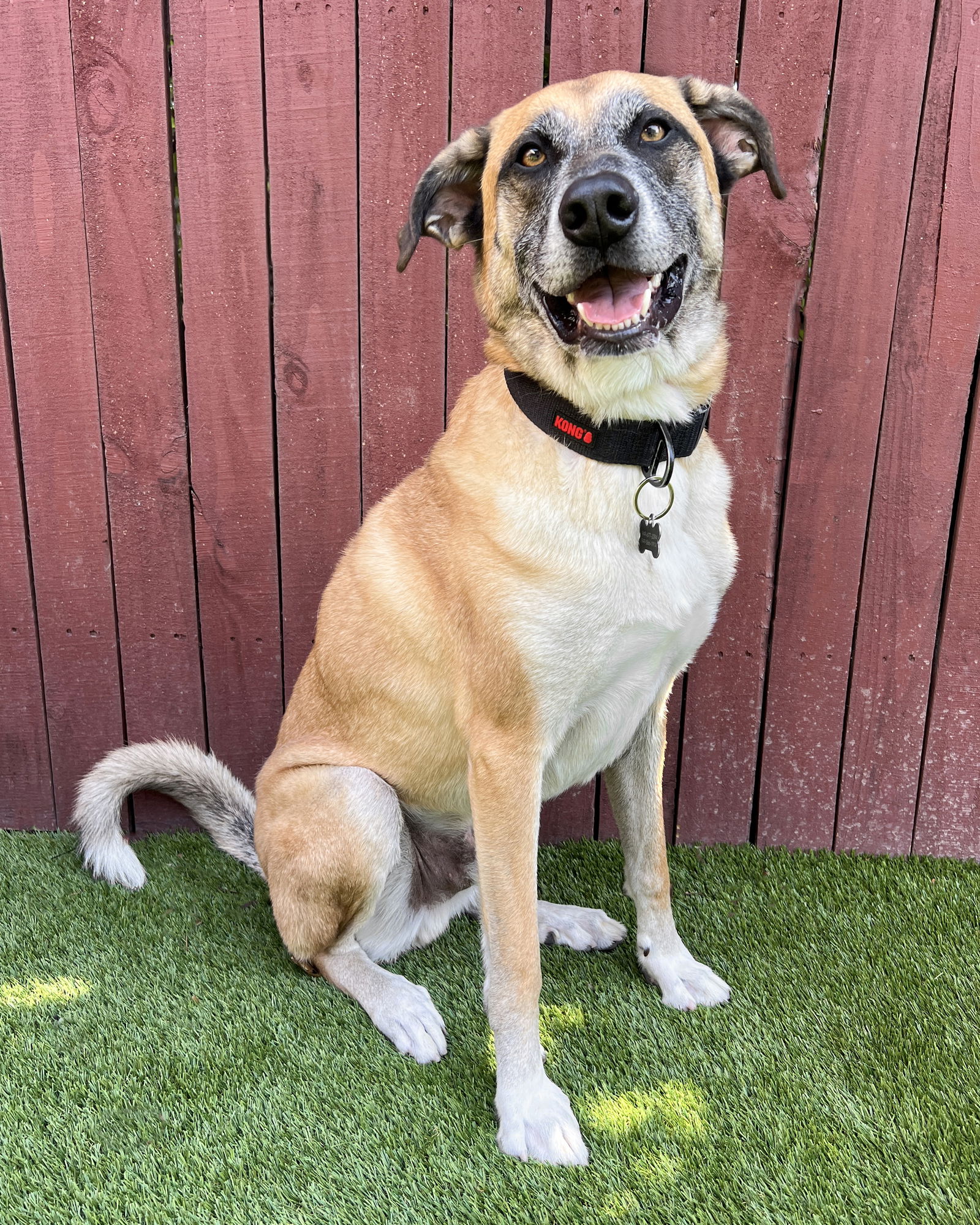 adoptable Dog in Corona, CA named Colby
