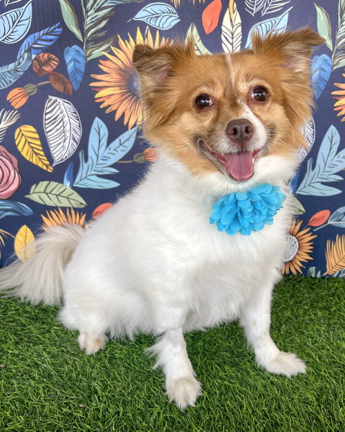 Foxy Roxy, an adoptable Papillon in Corona, CA