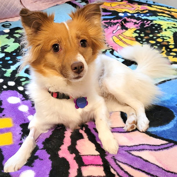 Foxy Roxy Image
