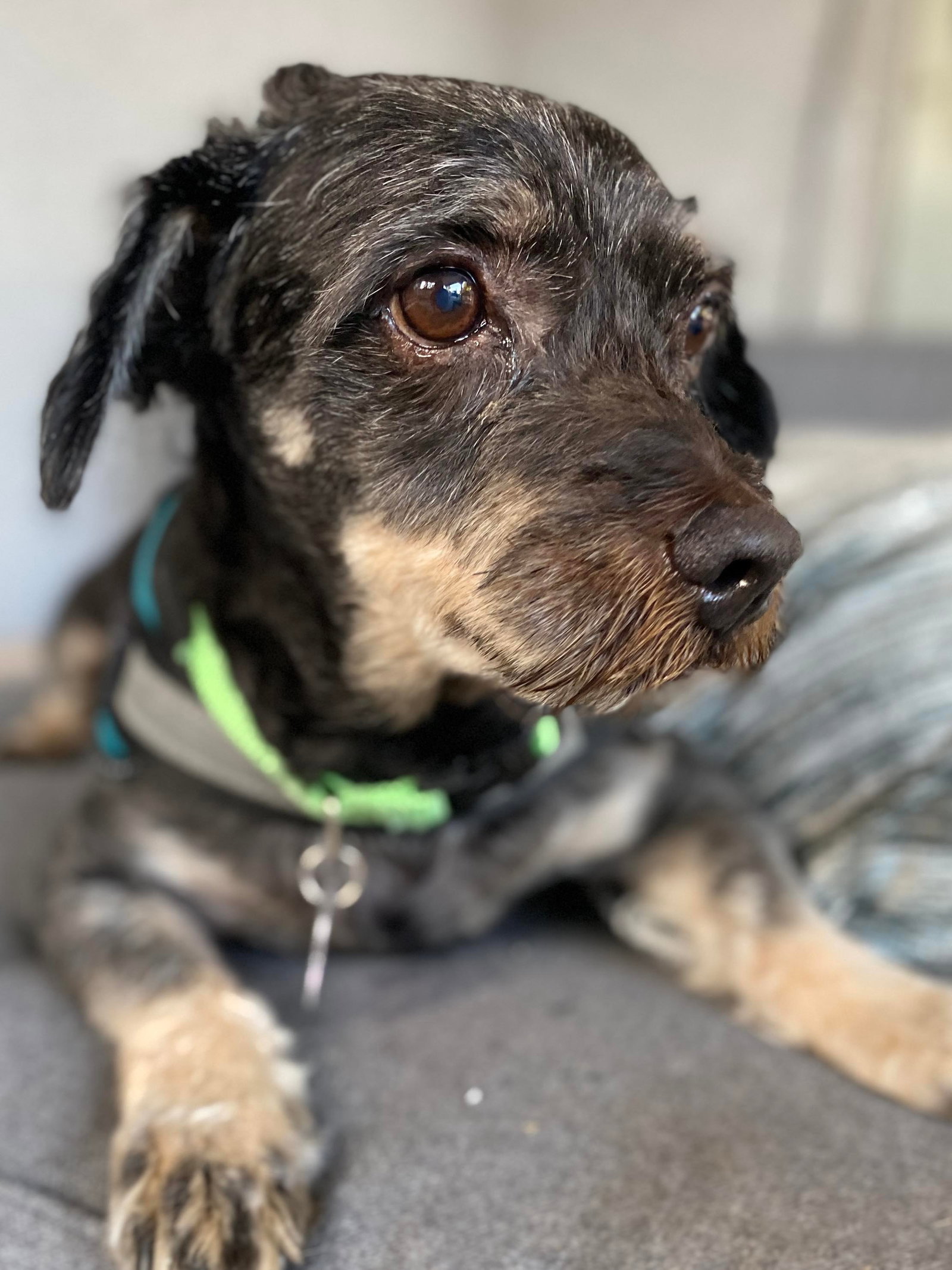 Dog for Adoption Rusty, a Terrier in Pahrump, NV Alpha Paw