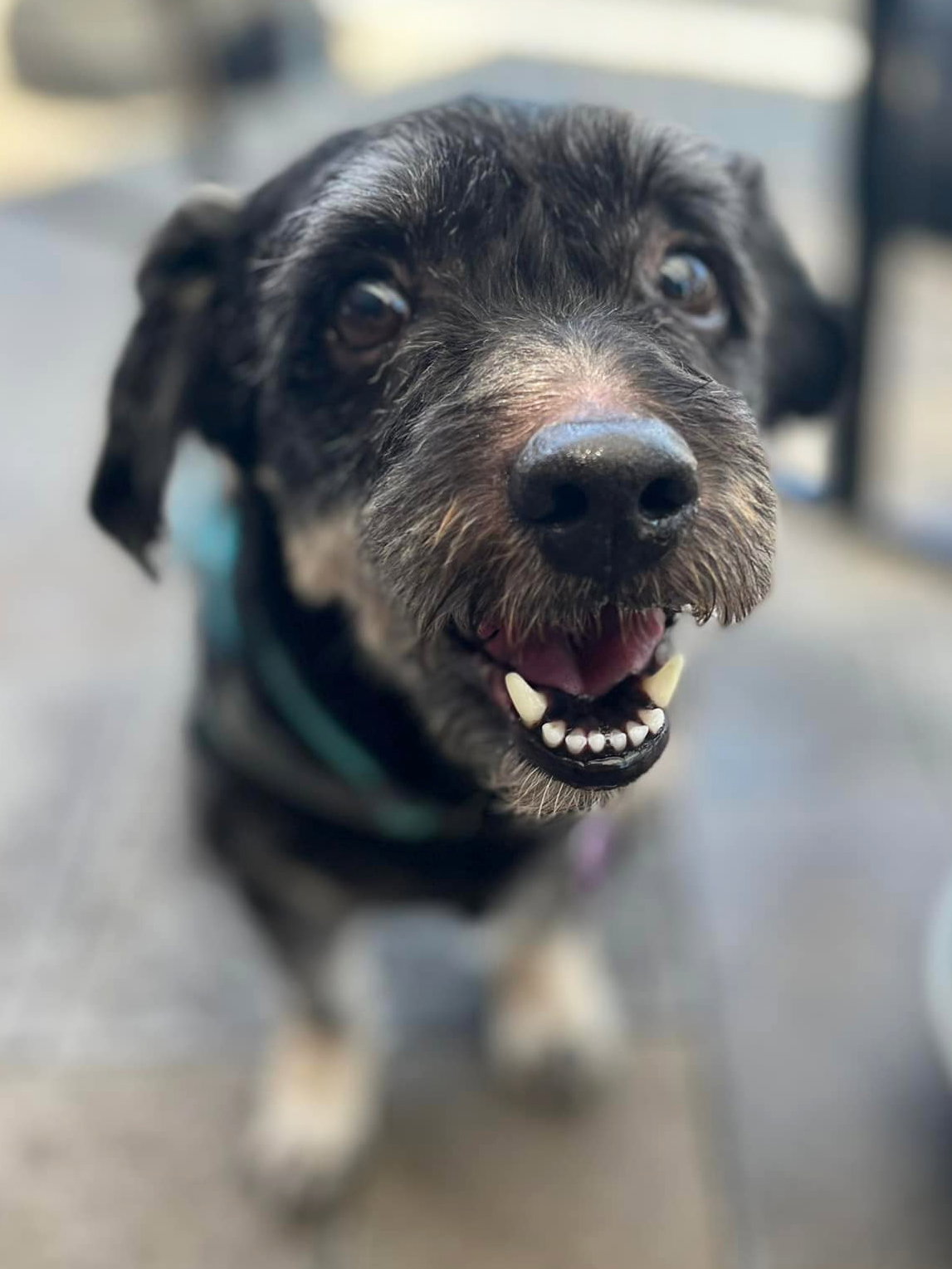 Dog for Adoption Rusty, a Terrier in Pahrump, NV Alpha Paw