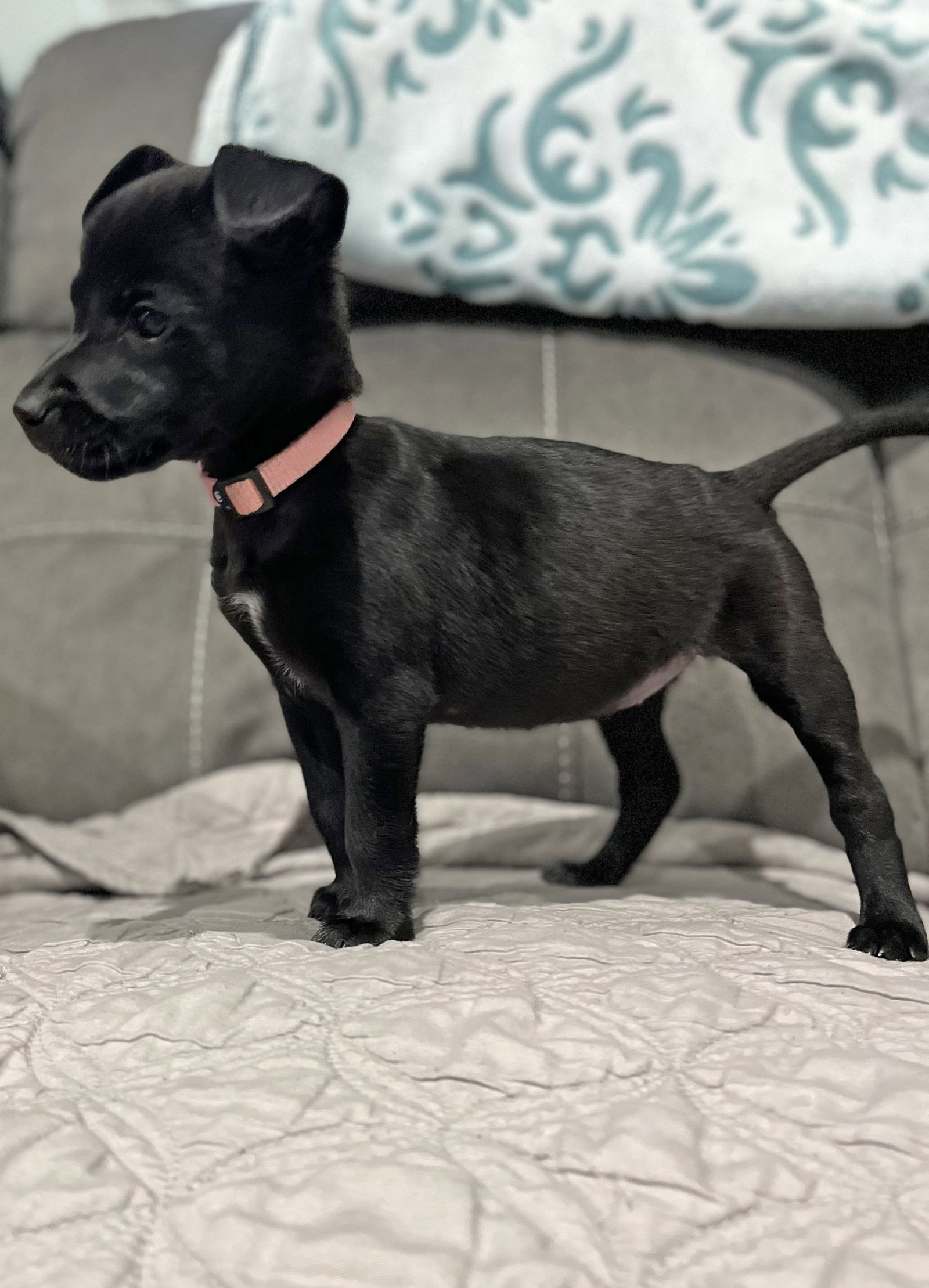 Dog for Adoption Mila, a Labrador Retriever in Pahrump, NV Alpha Paw
