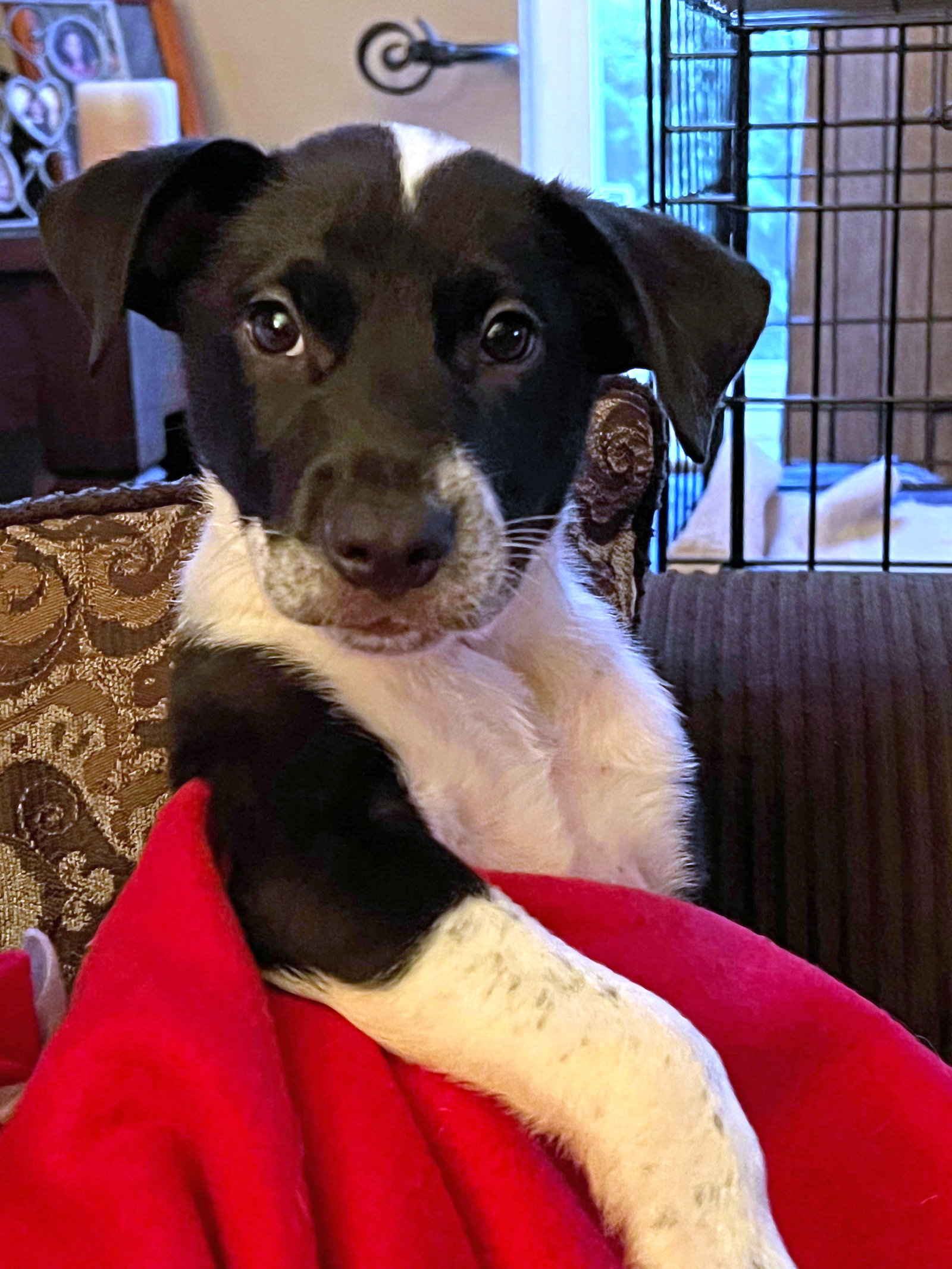 Dog for Adoption Biscuit, a Border Collie in Pahrump, NV Alpha Paw