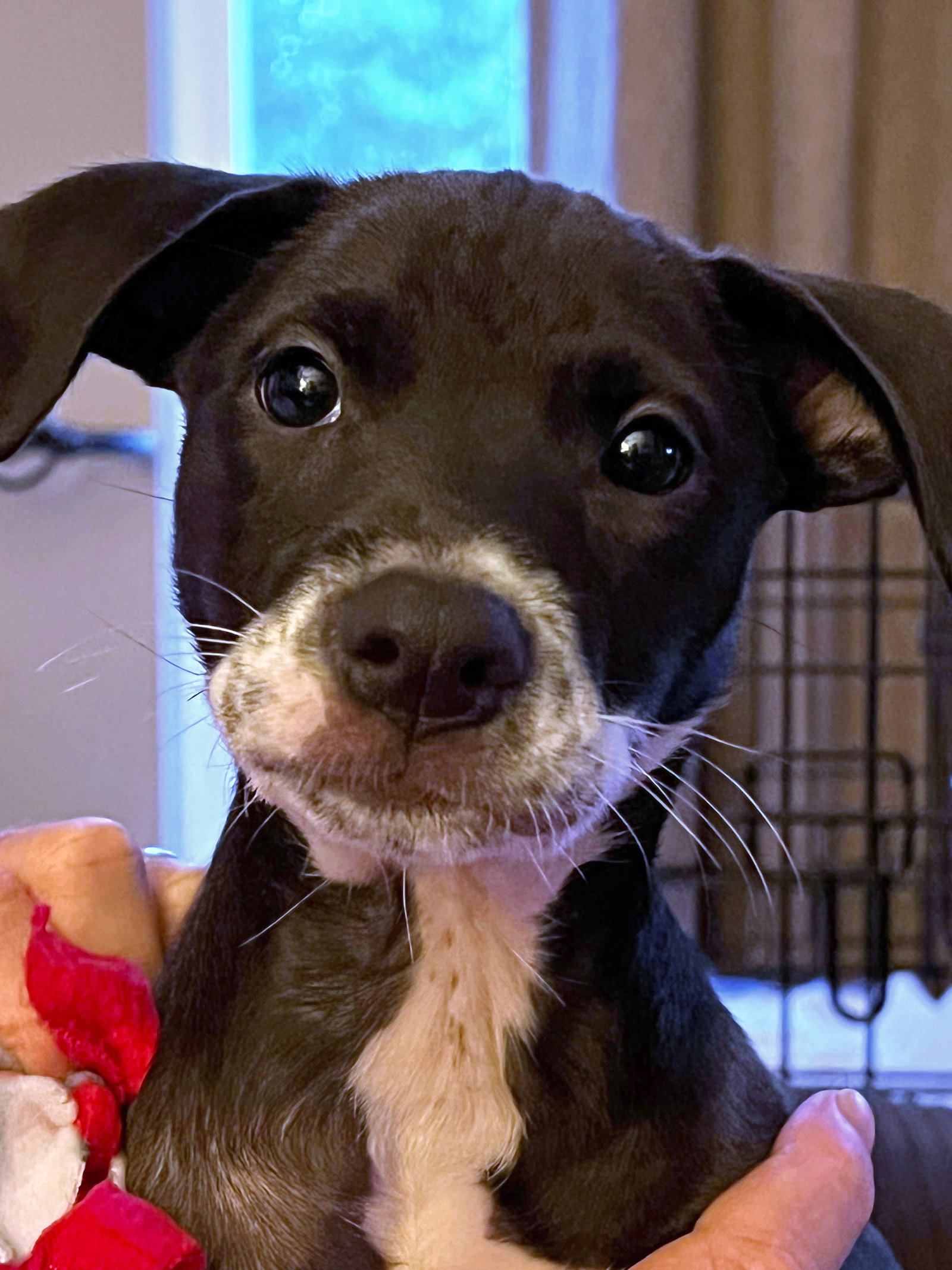 Dog for Adoption Bailey, a Border Collie in Pahrump, NV Alpha Paw