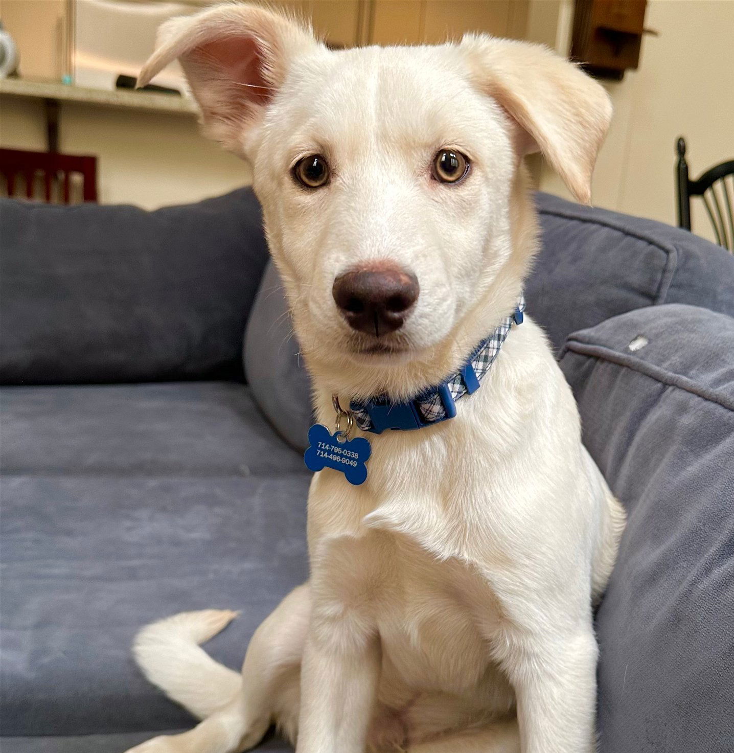 adoptable Dog in Corona, CA named Snow