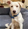 adoptable Dog in corona, CA named Snow