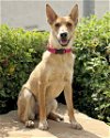 adoptable Dog in corona, CA named Meadow