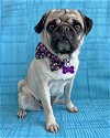 adoptable Dog in corona, CA named Rosie