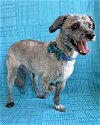 adoptable Dog in corona, CA named Thumper