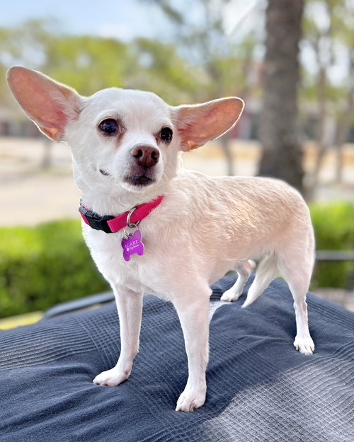 LEELA - Chihuahua available for adoption