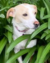 Addie - Photo 4