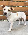 adoptable Dog in corona, CA named Addie