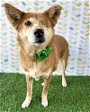 adoptable Dog in corona, CA named Kiki