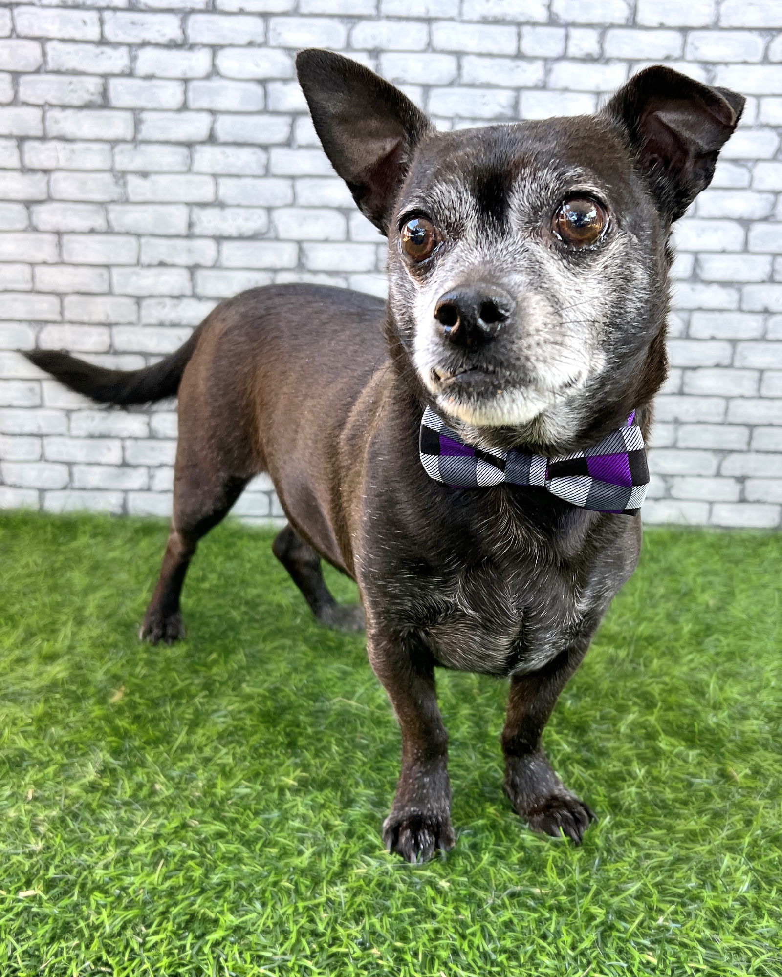 adoptable Dog in Corona, CA named Tom Cruise