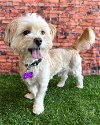 adoptable Dog in corona, CA named Percy