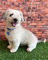 adoptable Dog in corona, CA named Captain