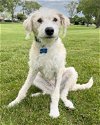 adoptable Dog in corona, CA named Taj